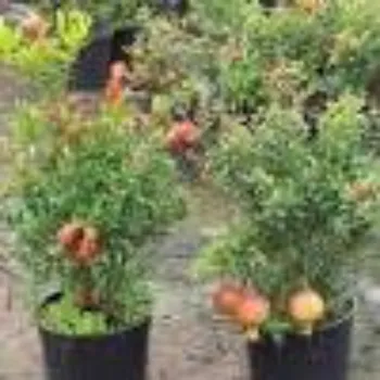 Natural Hybrid Plant